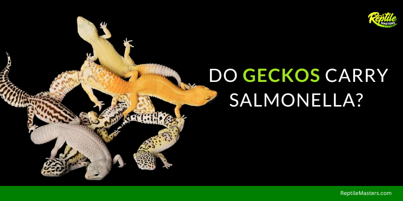 Do-Geckos-Carry-Salmonella