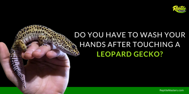Do You Have To Wash Your Hands After Touching A leopard Gecko? – A Master Guide