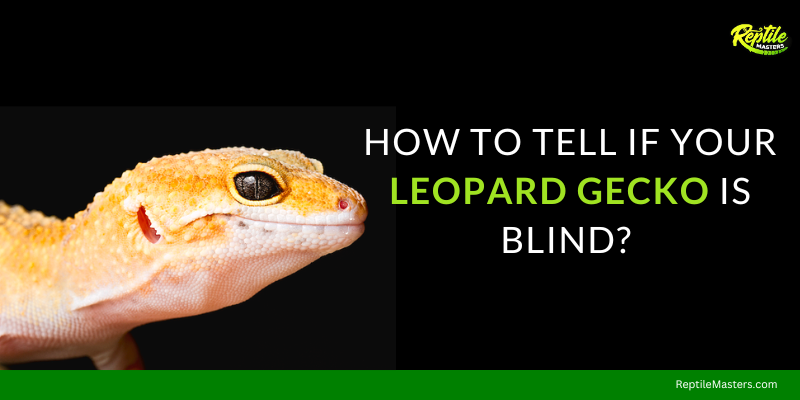 How-To-Tell-If-YourL-Leopard-Gecko-Is-Blind