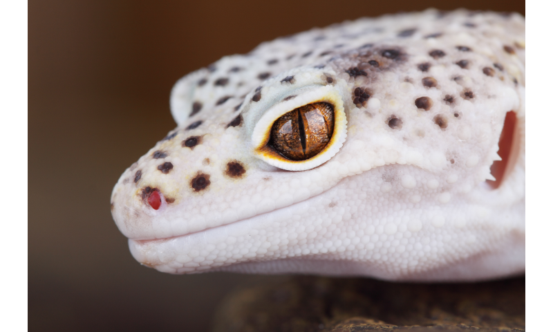 can-leopard-geckos-hear-you-image