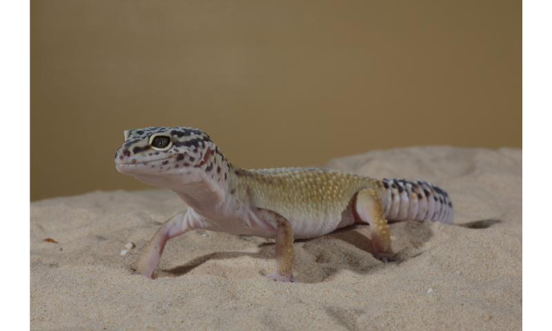 why-is-your-leopard-gecko-making-clicking-noise
