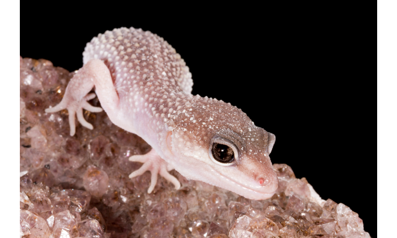 do-leopard-geckos-carry-diseases-image