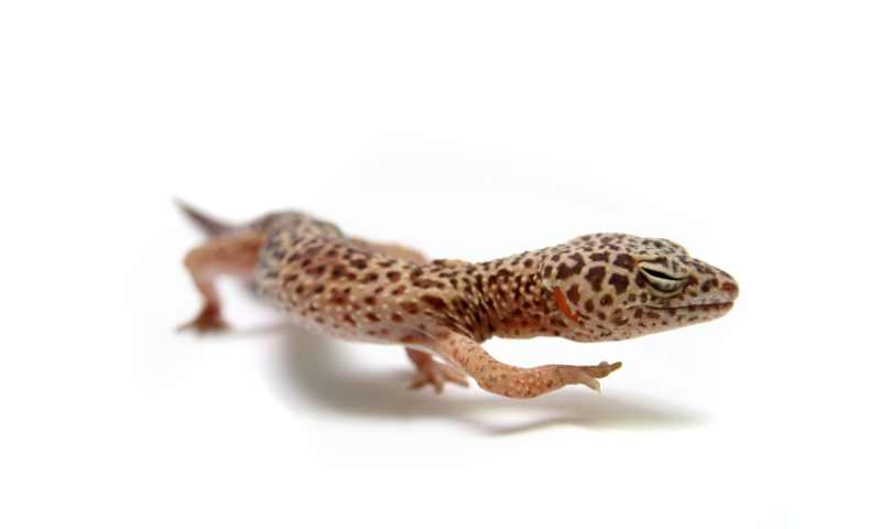 why-is-your-leopard-gecko-aggressive