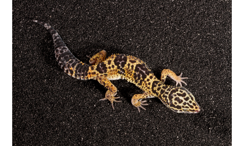 how-fast-can-leopard-gecko-run