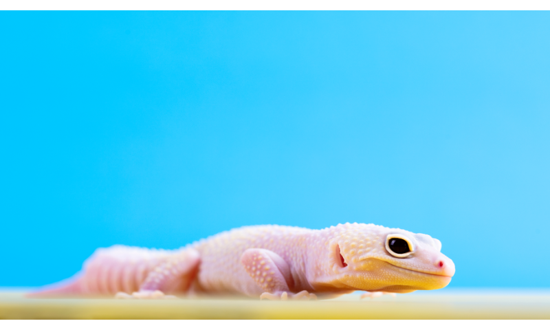 how-can-i-tell-if-my-leopard-gecko-is-happy