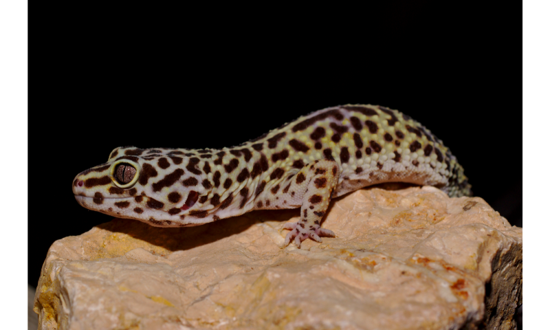 leopard-gecko-dislocated-jaw