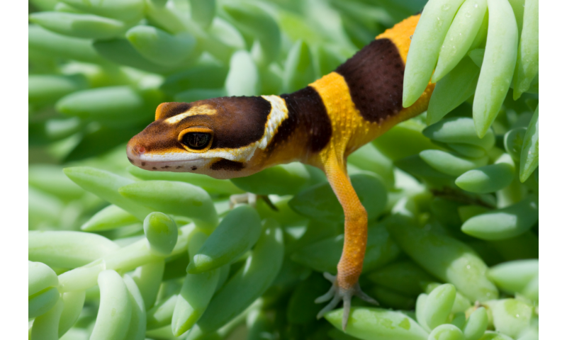 leoaprd-geckos-safe-plants