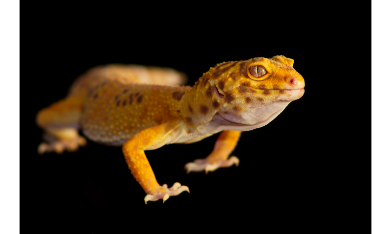 how-long-can-leopard-gecko-be-out-of-his-cage