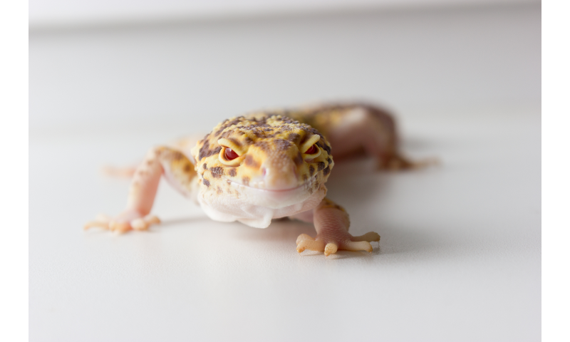 do-leopard-geckos-have-sensitive-ears