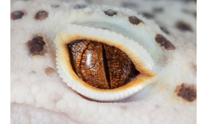 How-To-Tell-If-YourL-Leopard-Gecko-Is-Blind