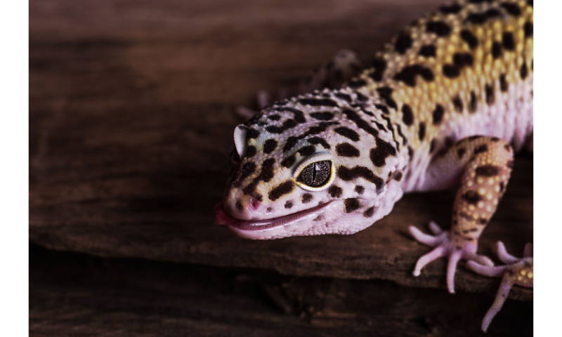 Do-You-Have-To-Wash-Your-Hands-After-Touching-A-leopard-Gecko