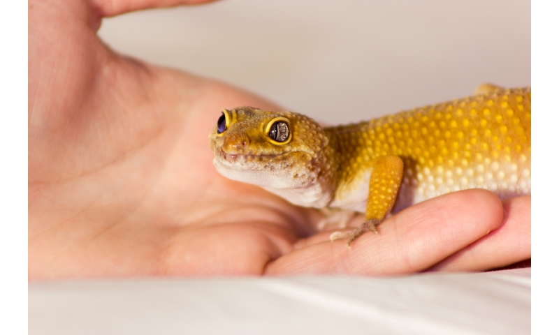 do-leopard-gecko-lets-you-hold-them