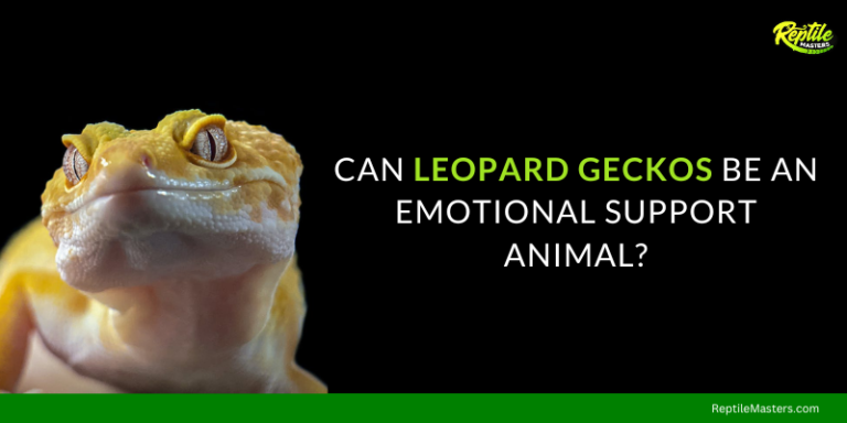 Can Leopard Gecko Be An Emotional Support Animal? – Everything You Should Know