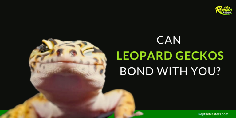 Can Leopard Geckos Bond With You? Truth Exposed!