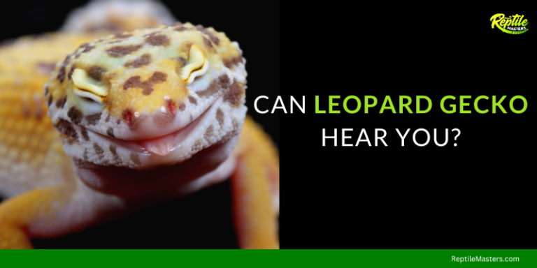 Can Leopard Geckos Hear You? – A Riveting Discovery