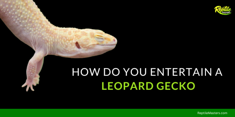 How Do You Entertain a Leopard Gecko? – 5 Fun Things To Do!