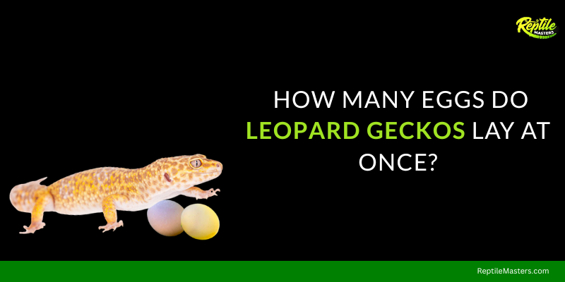 how-many-eggs-do-leopard-geckos-lay-at-once-