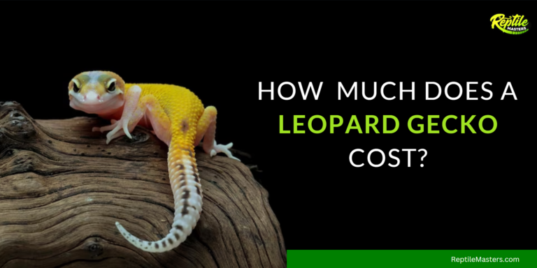 How Much Does A Leopard Gecko Cost? Price Sneak-Peek!