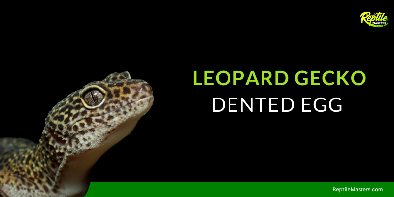 leopard-gecko-eggs-dented
