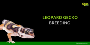 leopard-gecko-breeding