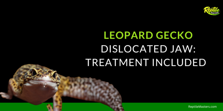 What To Do With A Leopard Gecko’s Dislocated Jaw? A Complete Guide