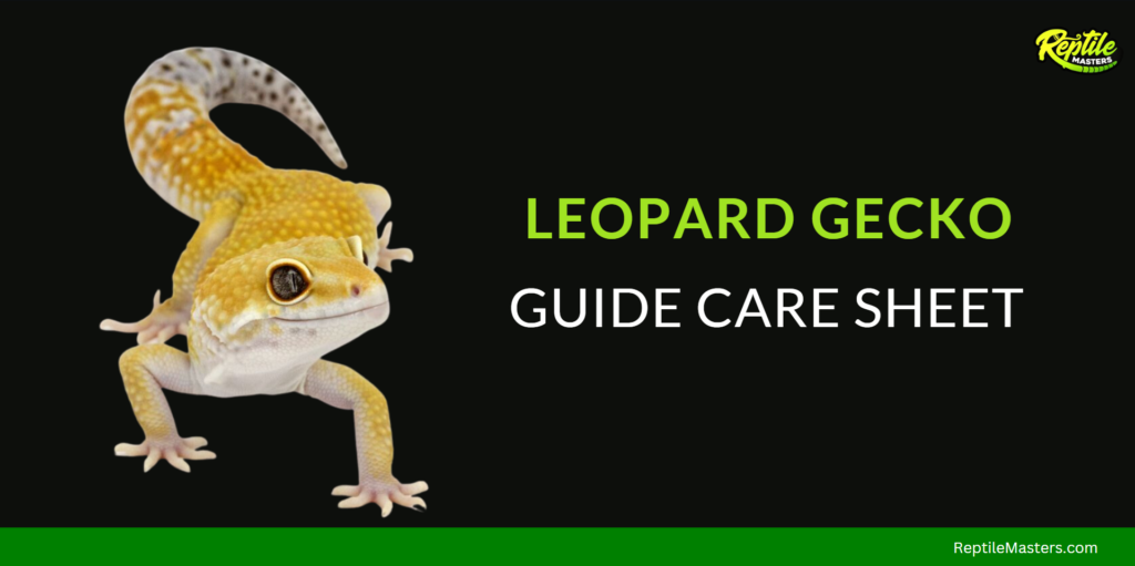 Leopard gecko guide care sheet