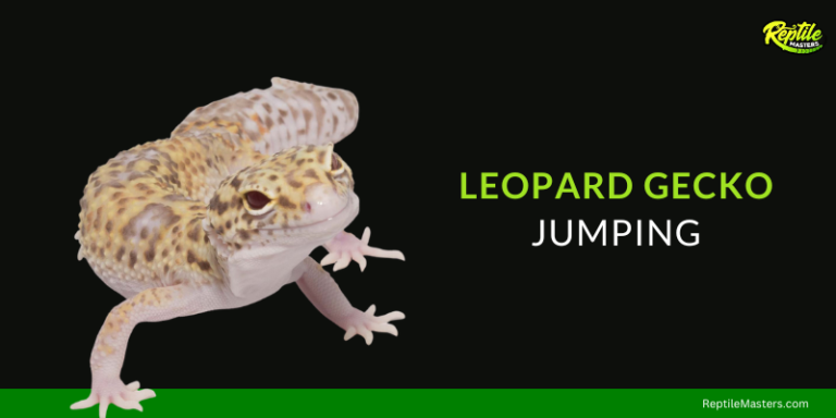 Why Is My Leopard Gecko Jumping? 10 Reasons You Should Know! 