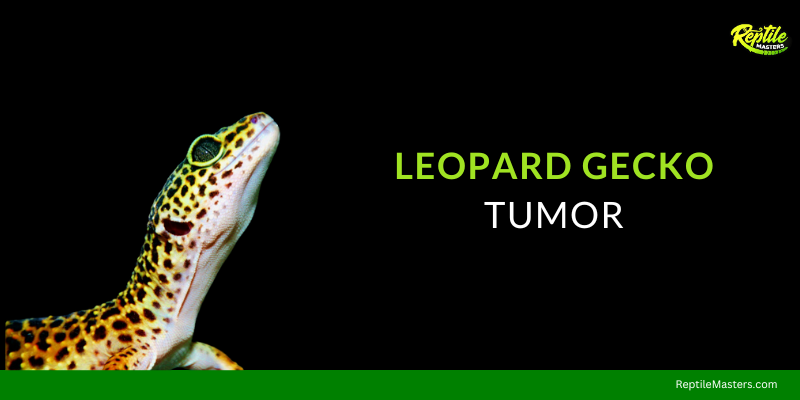 leopard-gecko-tumor-image
