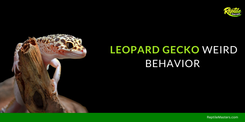 leopard-gecko-weird-behavior