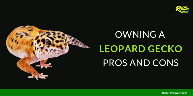pros and cons of owning a leopard gecko guide
