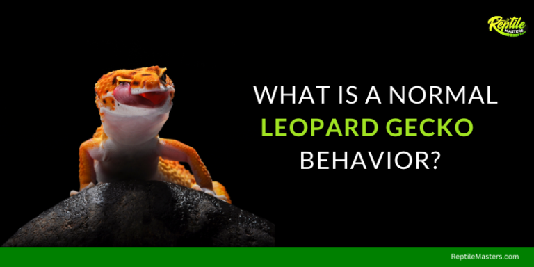 What Is A Normal Leopard Gecko Behavior? 10 Scary Signs To Be Aware Of