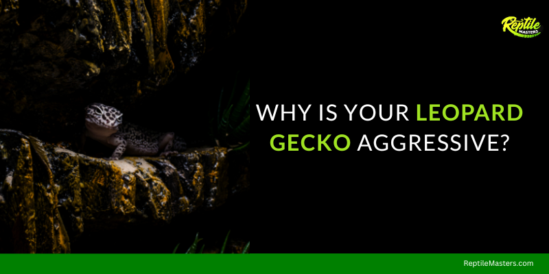 why-is-your-leopard-gecko-aggressive