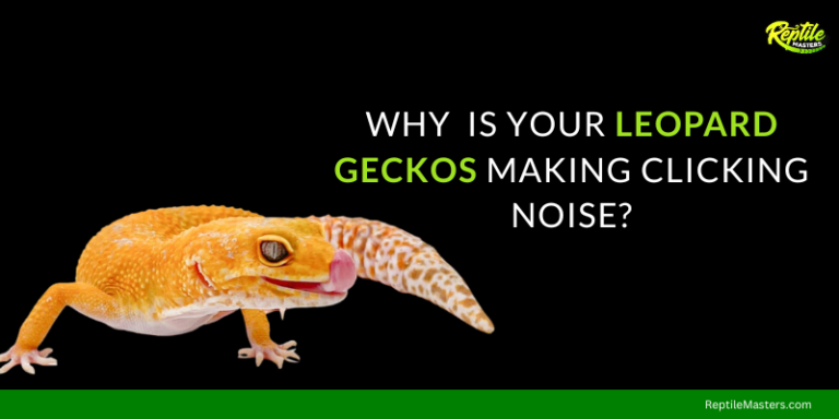Why Is Your Leopard Gecko Making Clicking Noise? 4 Terrifying Reasons Why!