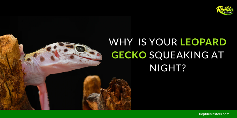 why-is-your-leopard-gecko-squeaking-at-night