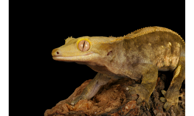 do-crested-geckos-need-light-at-night