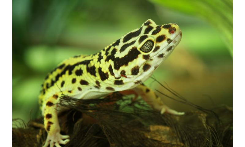 can-leopard-geckos-eat-super-worms