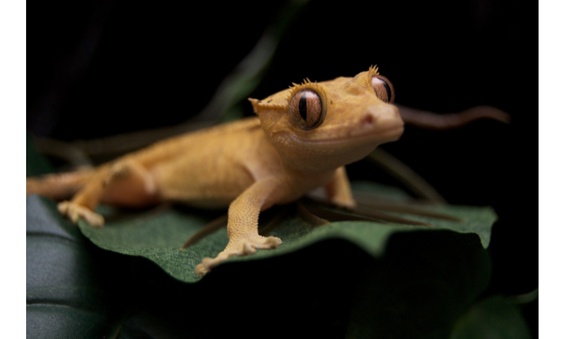 why-is-my-crested-gecko-keeps-opening-its-mouth