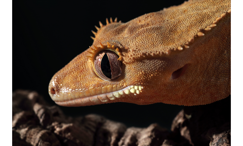 what-diseases-do-crested-geckos-carry