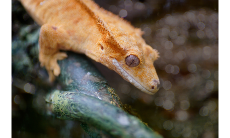 how-much-does-a-crested-gecko-costs