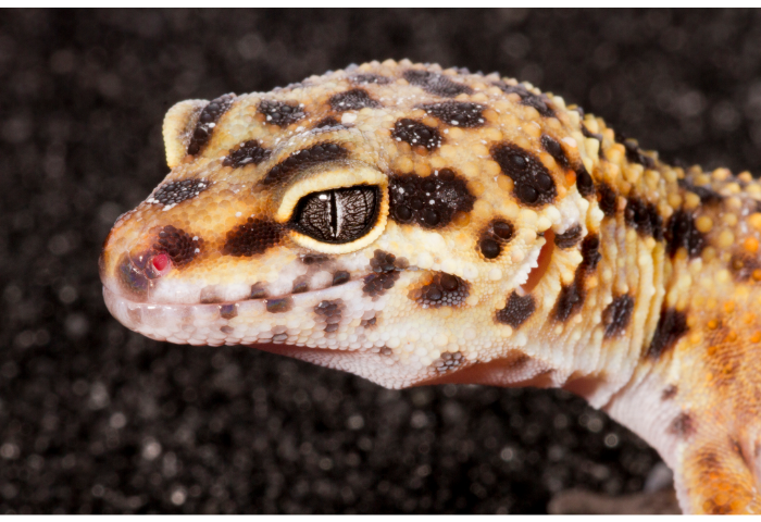 can-leopard-geckos-eat-flies