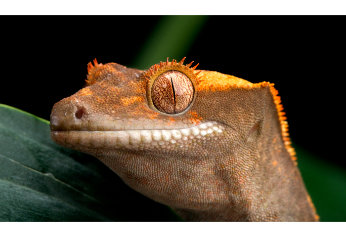 are-crested-geckos-noisy