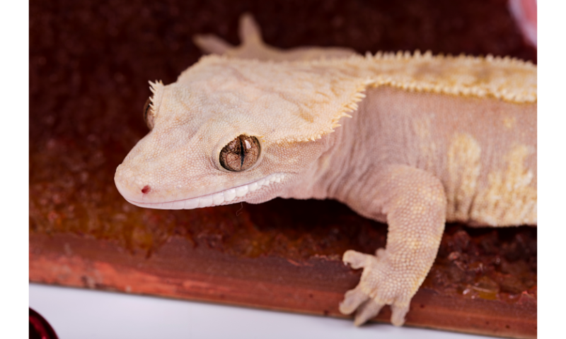 are-crested-geckos-good-pets