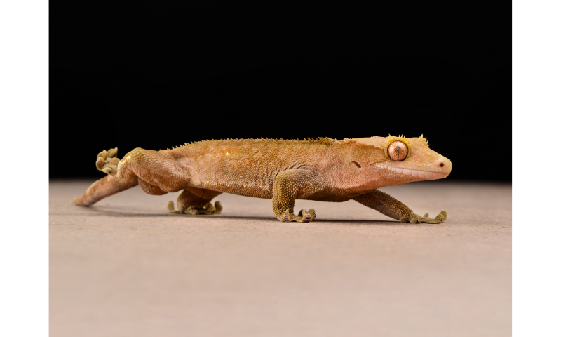 do-crested-geckos-need-humidity
