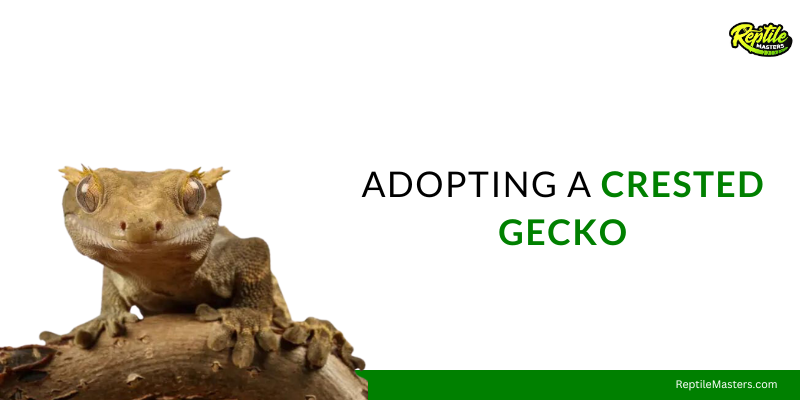 adopting-crested-gecko