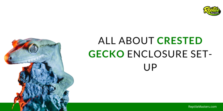 All About Crested Gecko Enclosure Set-up:  Complete Guide On Habitat