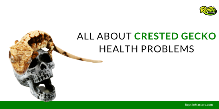 all-about-crested-gecko-health-problems