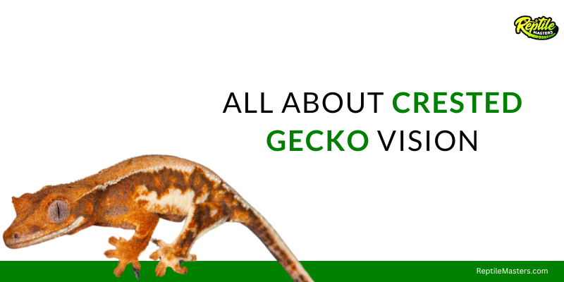 all-about-crested-gecko-vision