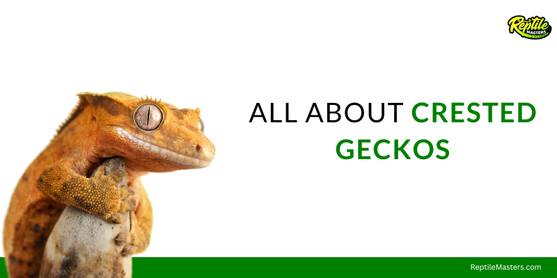 all-about-crested-geckos