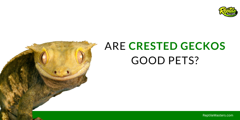 are-crested-geckos-good-pets