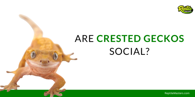 Are Crested Geckos Social? – Best Way To Interact Is Included!